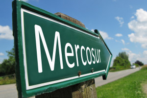 Umowa z krajami Mercosur. Unijne rolnictwo będzie ofiarą?