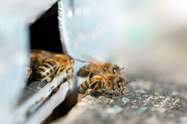 Wypłacono 75,73 mln zł dotacji do przezimowanych rodzin pszczelich