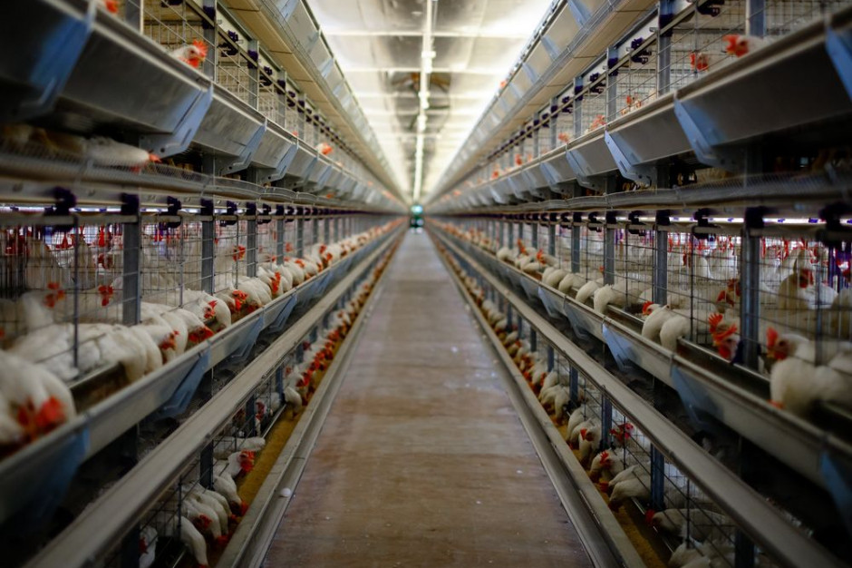 Koszt wycofania klatek z polskiej produkcji wyniesie około 5,984 mld zł, fot. Shutterstock