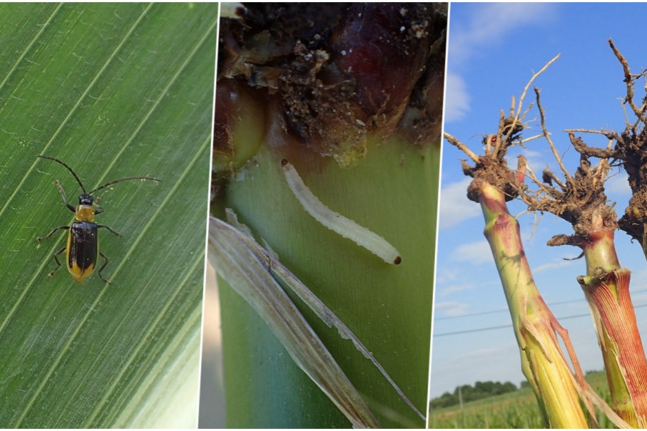 Zachodnia kukurydziana stonka korzeniowa. Od lewej chrząszcz, larwa oraz uszkodzony system korzeniowy; Fot. P. Bereś