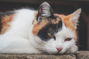 GLW o chorobie kotów: Spada liczba zgłaszanych przypadków