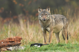 Francja: więcej pieniędzy na ochronę przed wilkami