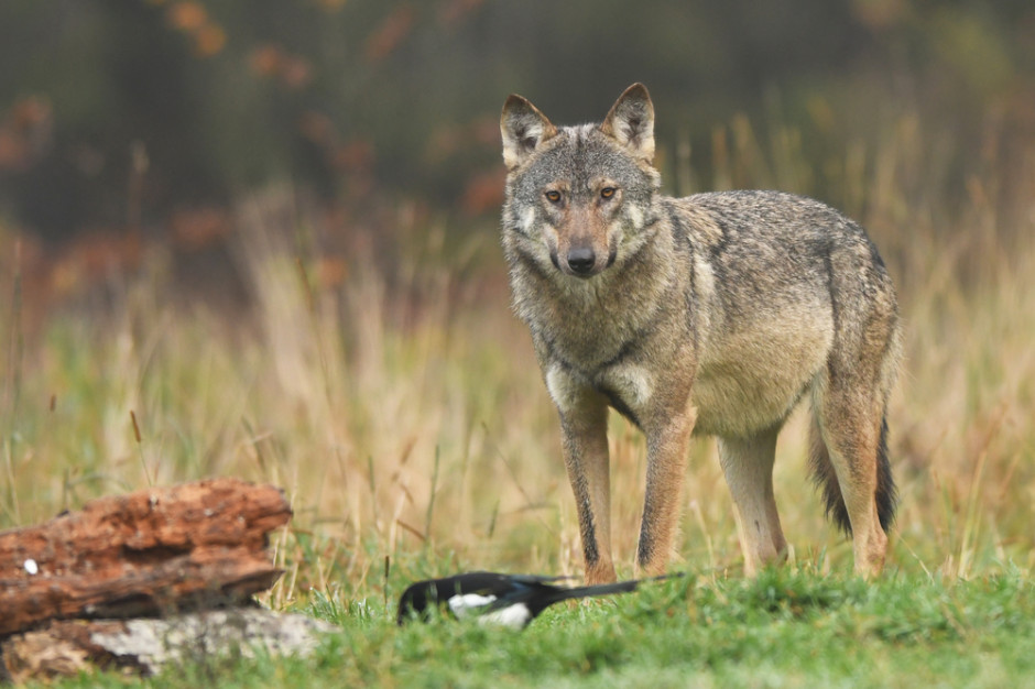 Połączenie analizy zawartości wilczych odchodów i badań telemetrycznych pozwoliło naukowcom także na lepszy wgląd w problem zjadania przez drapieżniki zwierząt hodowlanych, fot. Shutterstock