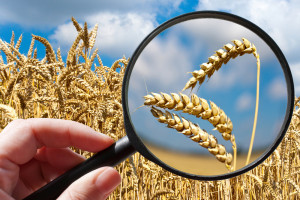WIR: Na uprawie pszenicy ozimej rolnik poniesie stratę w wysokości około 1 248 zł/ha