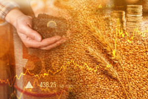 Ceny zbóż. Ekonomiści o wpływie decyzji z 15 września