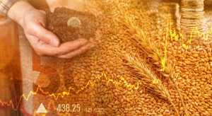 Cena pszenicy notuje duże wzrosty na światowych giełdach