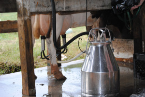 Opłacalność produkcji mleka spada. Paszy jest mało, ceny mleka dołują