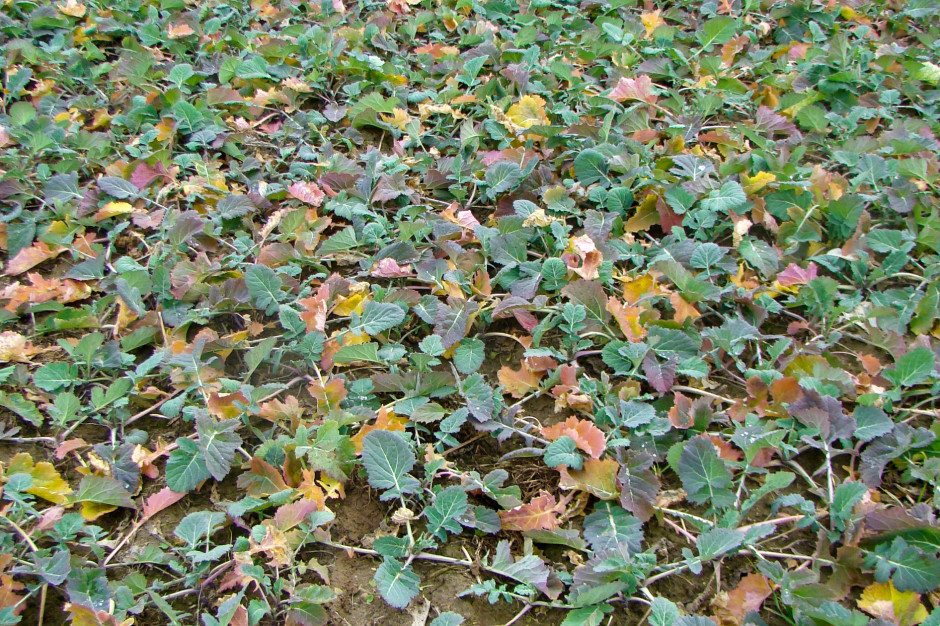 Charakterystyczne objawy niedoboru azotu w okresie jesiennym, fot. Shutterstock