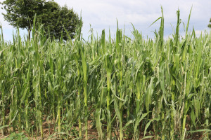 Grad silnie uszkodził kukurydzę w okolicy Środy Śląskiej