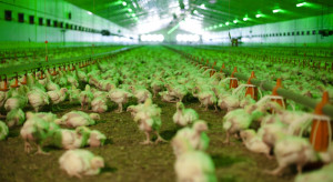 Białoruś zmienia restrykcje importowe ze względu na grypę ptaków