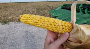 Uprawa i żniwa kukurydzy po amerykańsku