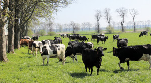 Gigant mleczarski chce dopłacać rolnikom za inicjatywy klimatyczne