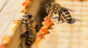 Czym jest propolis? Jakie choroby można nim leczyć?