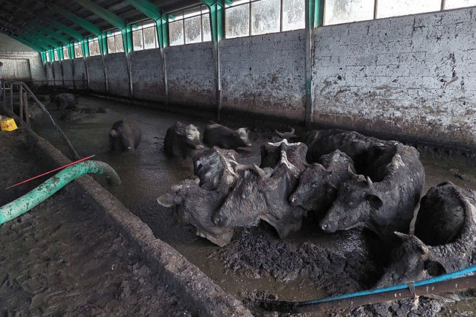 Krowy w oborze tonęły we własnych odchodach, Foto: OTOZ Animals