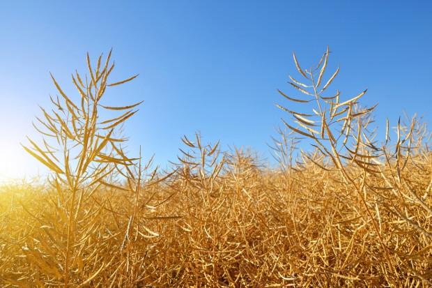 USDA: światowa produkcja nasion oleistych prawie bez zmian