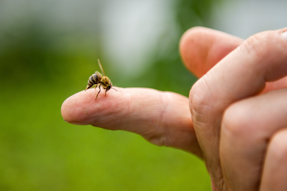 Każdy człowiek reaguje na jad pszczeli nieco inaczej Fot. Shutterstock