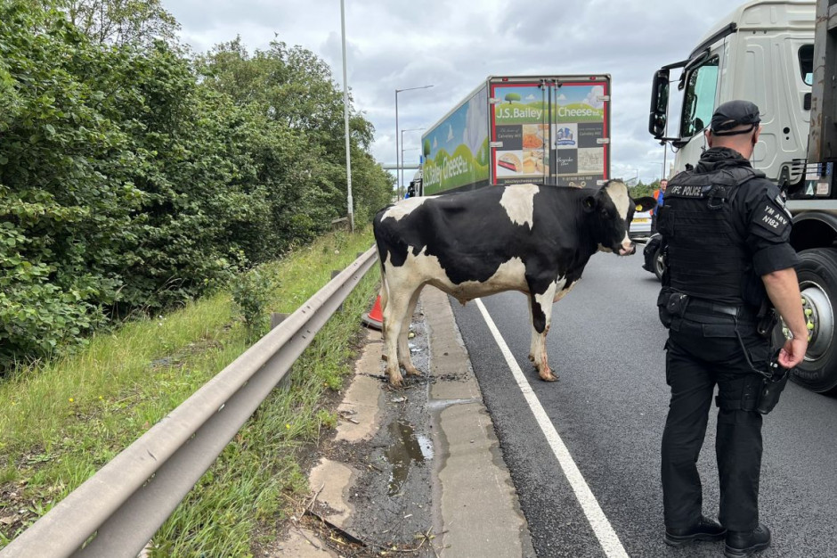 Policja autostradowa musiała zablokować ruch na trasie z powodu krów, Foto: CMPG