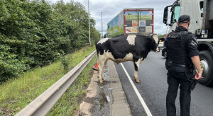Anglia: Z ciężarówki jadącej autostradą wypadały na jezdnię krowy