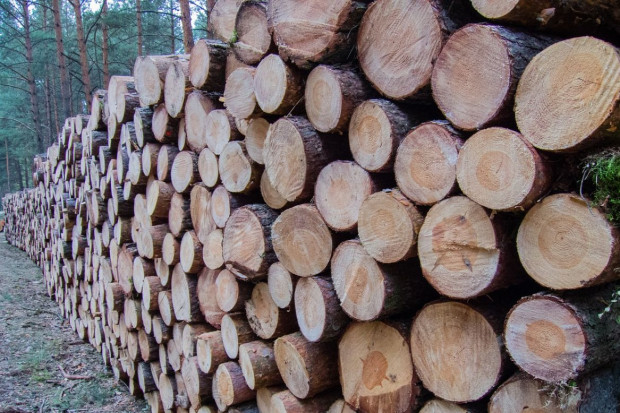 Lasy Państwowe: w lipcu średnia cena sprzedaży drewna wyniosła 311 zł za m sześc.