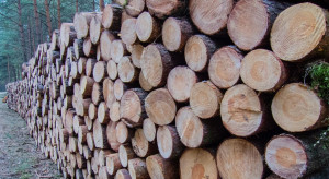 Lasy Państwowe: w lipcu średnia cena sprzedaży drewna wyniosła 311 zł za m sześc.