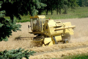 Prezes Lubelskiej Izby Rolniczej: plony rzepaku i pszenicy są lepsze niż w ubiegłym roku