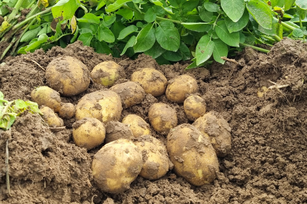 Zbiory ziemniaka w pełni. Kluczowy etap dla przechowalnictwa