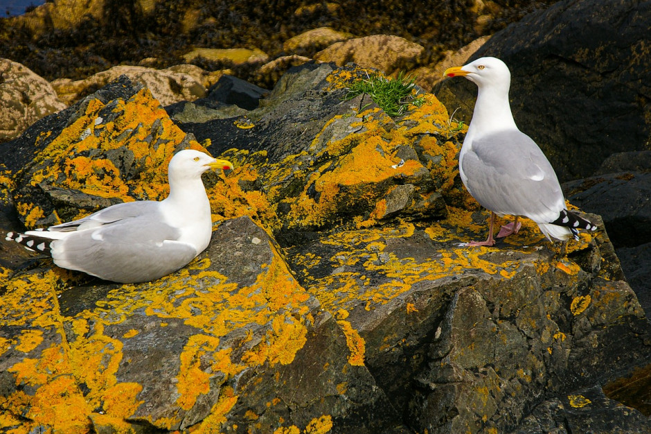 W Norwegii tysiące mew giną na skutek grypy ptaków; Fot.pixabay