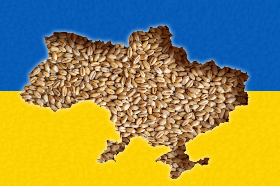 Pszenica z tegorocznych zbiorów na Ukrainie jest niskiej jakość, fot. Shutterstock