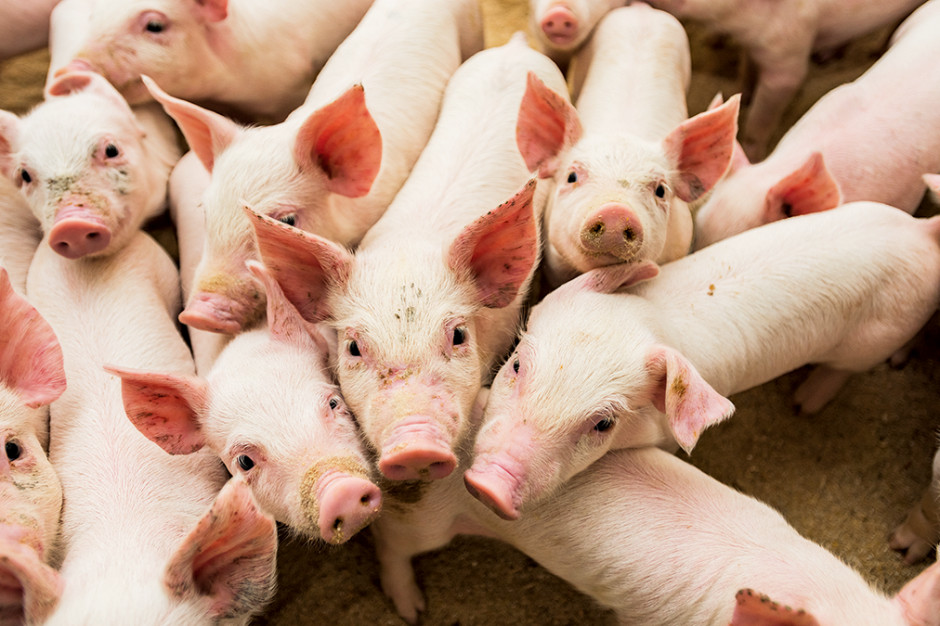 W porównaniu do cen z analogicznego okresu ubiegłego roku (tydzień 33) obecne stawki za warchlaki są wyższe o 335-345 DKK/szt., fot. Shutterstock