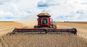 IGC obniża w sierpniu prognozę światowej produkcji soi