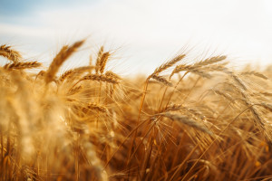 Polska pszenica może być eksportowana do Wenezueli. Otwarcie rynku