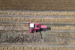 Żniwa 2023 ciągle w toku. Jakie plony? Co utrudnia prace? Rolnicy oceniają [galeria]