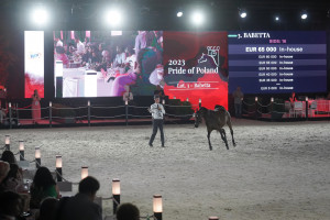 Summer Sale w Janowie Podlaskim. 324 tys. euro za konie na aukcji