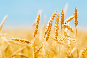 Spadek notowań większości zbóż na światowych giełdach