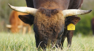 Szwajcaria: Myśliwy zastrzelił byka, który uciekł z rzeźni