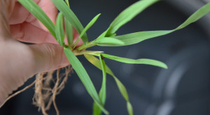 Europejski rynek biologicznego zaprawiania nasion. Jakie są prognozy rozwoju?