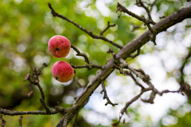 Bieszczady: w przedwojennych sadach dojrzewają jabłka, którymi będą się zajadać dzikie zwierzęta
