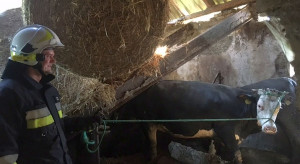 Wielkopolska: W oborze z bydłem zawalił się strop. Strażacy ratowali uwięzione krowy