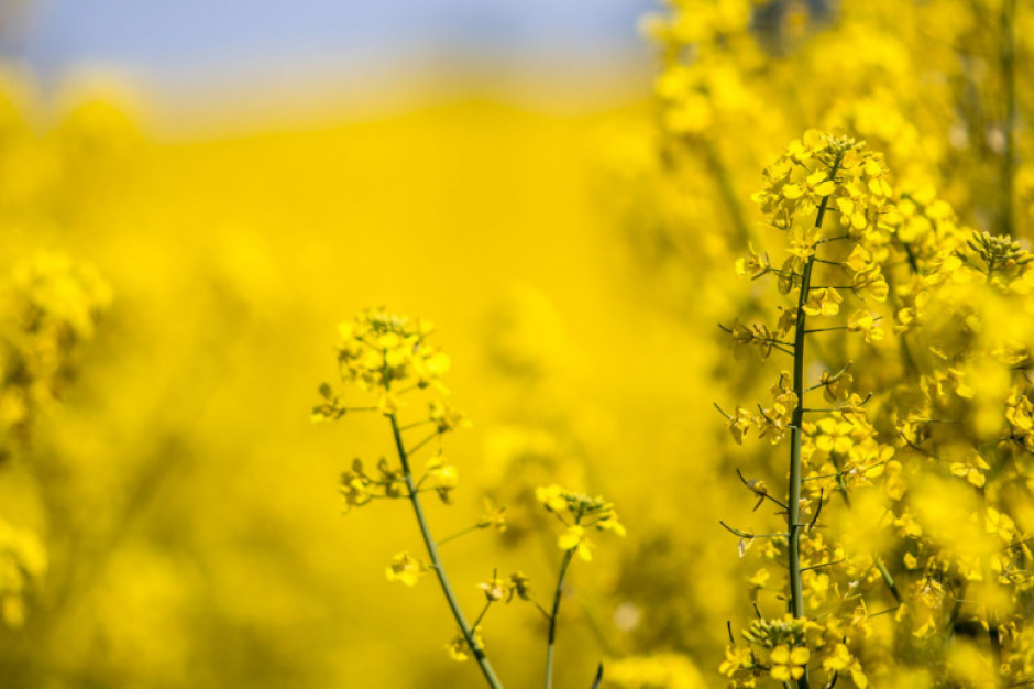 Cena rzepaku na MATIF wzrosła przez tydzień o 4,0 proc., fot. Shutterstock