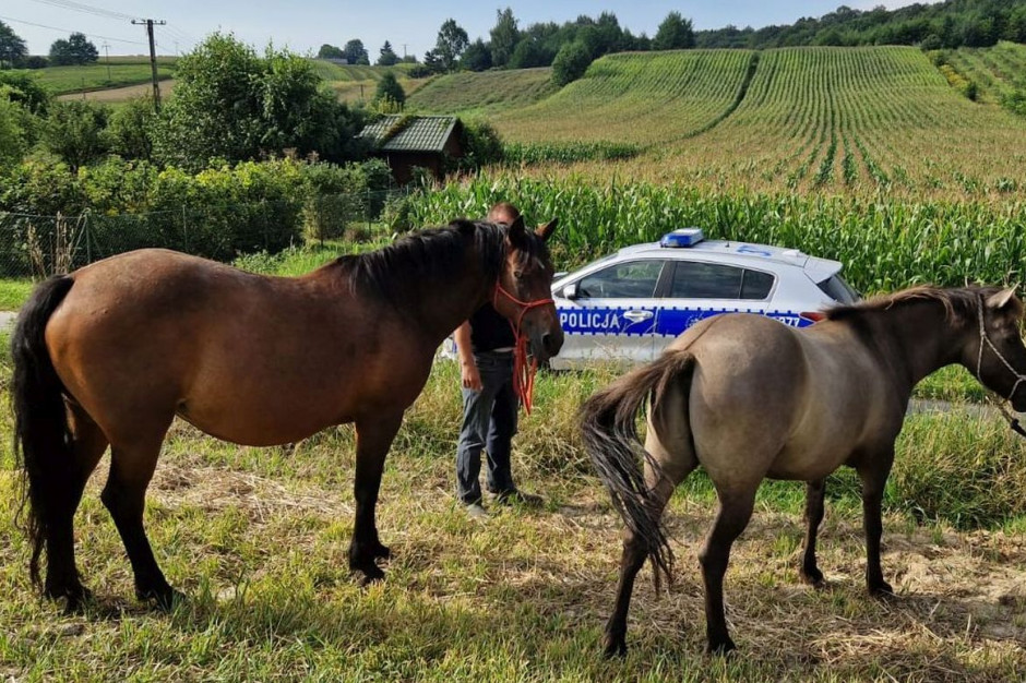 Spłoszone konie udało się bezpiecznie złapać i odstawic do zagrody, Foto: Policja