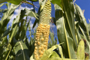 Jak susza wpłynie na jakość kiszonki z kukurydzy?