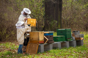 Pszczelarze otrzymali 76,7 mln zł wsparcia