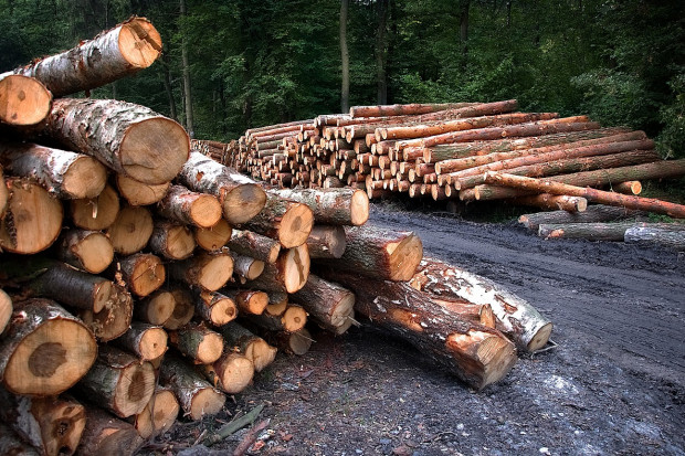 Nielegalne drewno z Rosji i Białorusi zalewa Polskę. Kryzys na rynku produkcji drzewnej