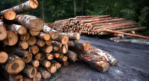 Nielegalne drewno z Rosji i Białorusi zalewa Polskę. Kryzys na rynku produkcji drzewnej