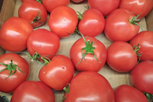 Rolnik złapał na gorącym uczynku złodzieja pomidorów
