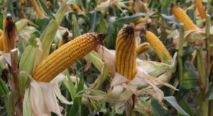Ukraina: Rada Najwyższa przyjęła ustawę o GMO