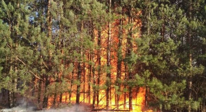 Grecja: 79 osób zatrzymanych w związku z celowym wywoływaniem pożarów lasów i pól