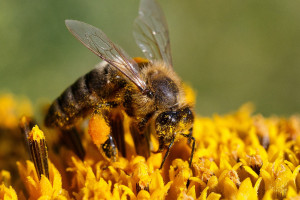 Zostały ostatnie dni na składanie wniosków o pomoc dla pszczelarzy