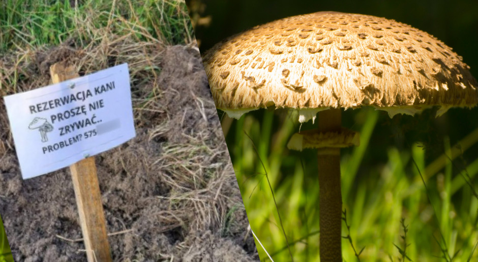 Awantura na grzybobraniu. Zarezerwował grzyby w lesie, ale i tak mu je zjedli - Farmer po godzinach