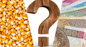Kto otrzyma 80 proc. zaległej należności za kukurydzę?